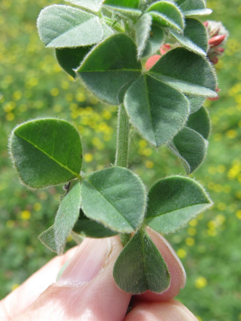 Indigofera tomentosa photo 7