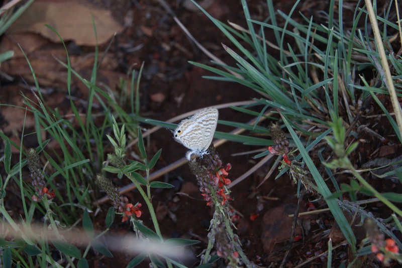 Indigofera torulosa