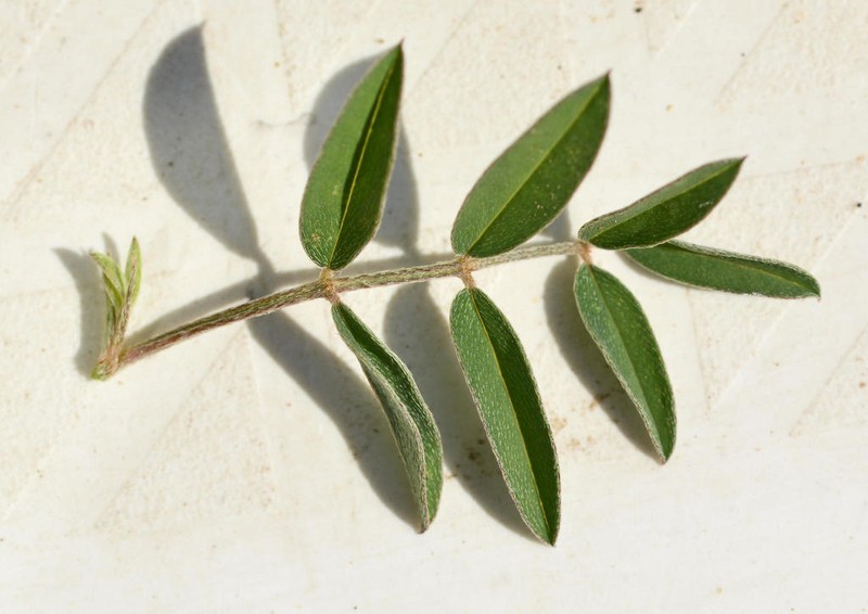 Indigofera torulosa photo 2
