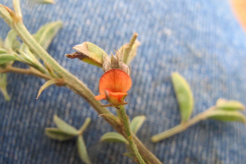 Indigofera torulosa photo 4