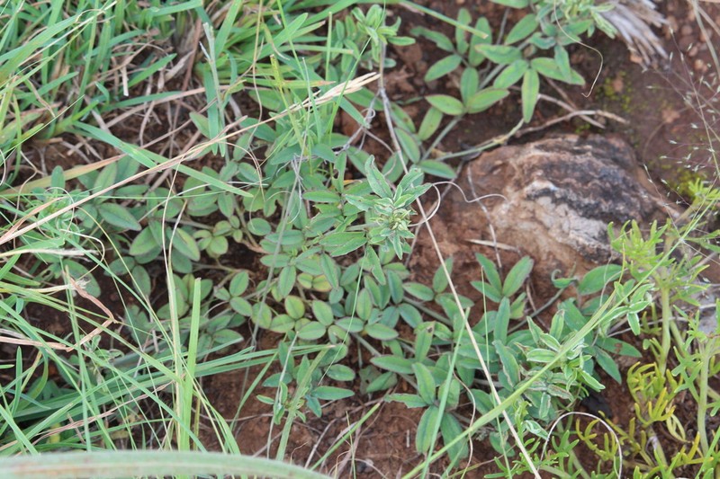 Indigofera torulosa photo 5