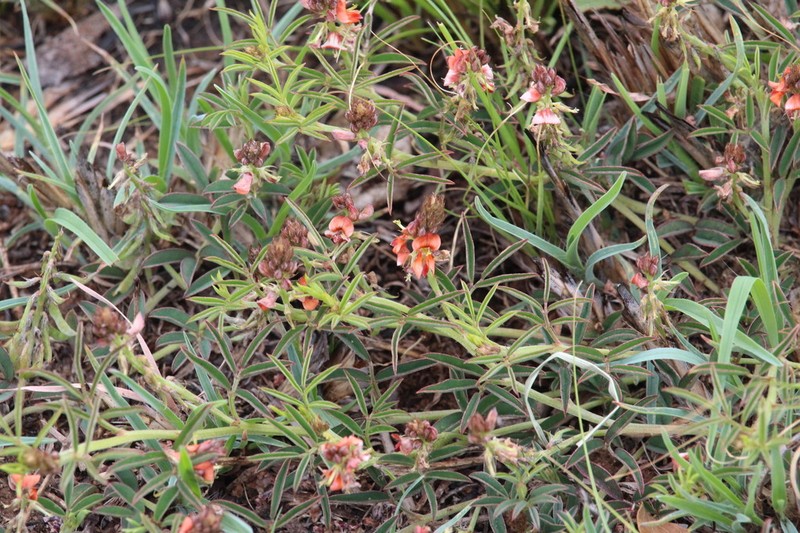 Indigofera torulosa photo 8