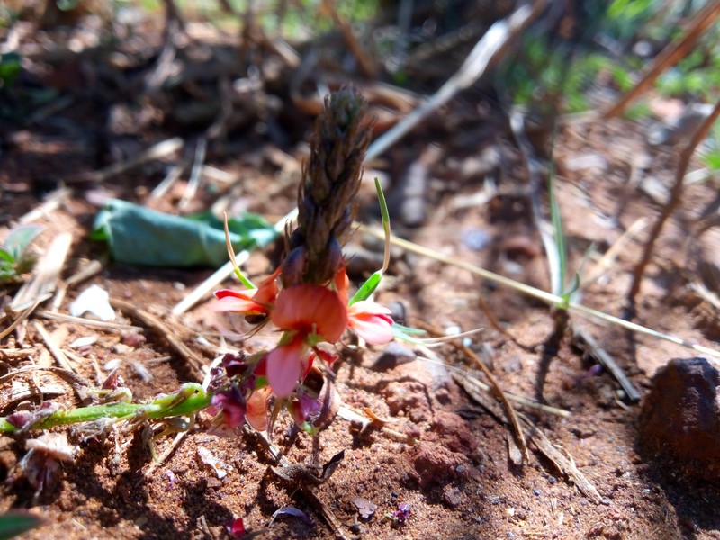 Indigofera torulosa var. torulosa
