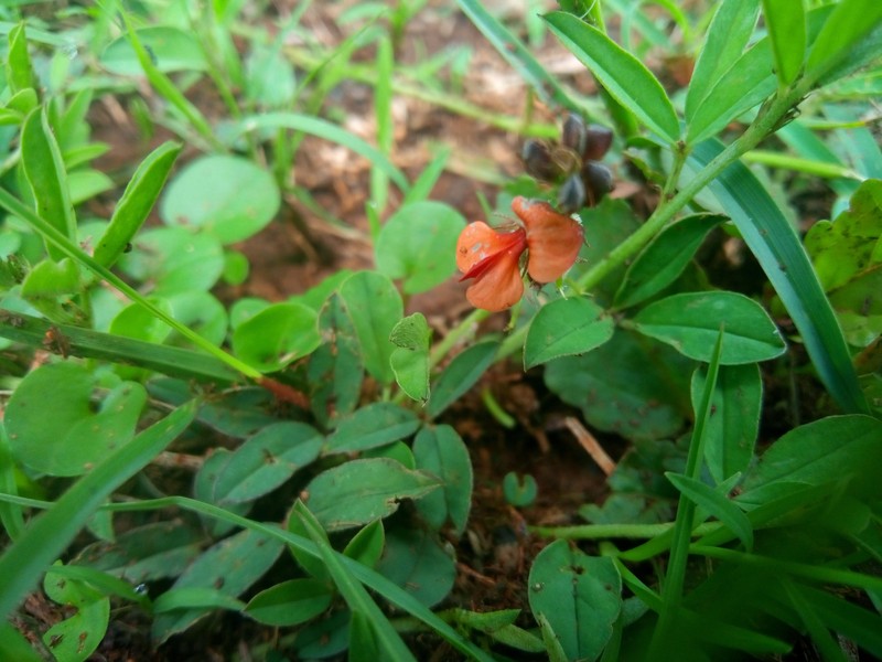 Indigofera torulosa var. torulosa photo 2