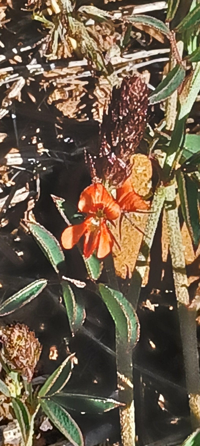 Indigofera torulosa var. torulosa photo 3
