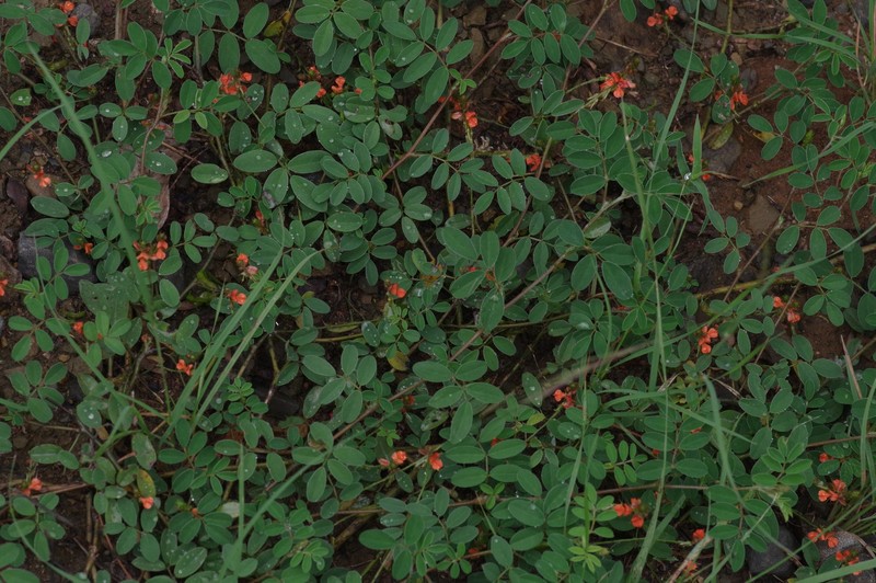 Indigofera torulosa var. torulosa photo 4