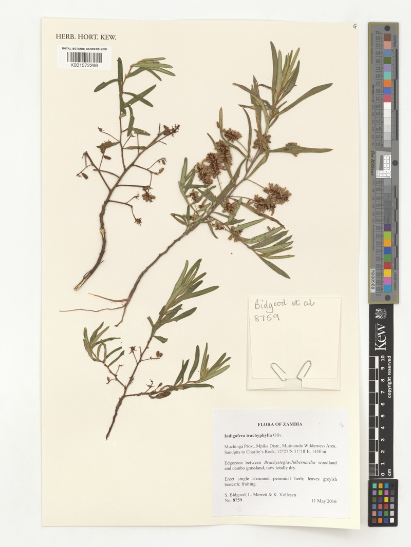 Indigofera trachyphylla