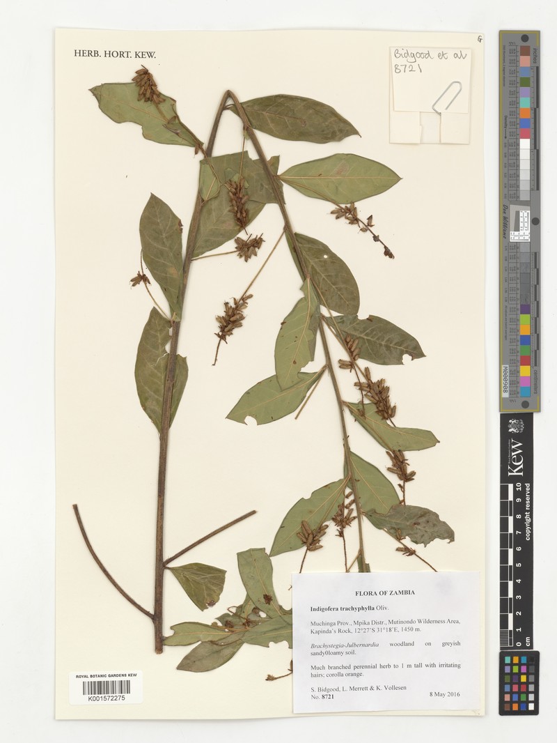 Indigofera trachyphylla photo 2