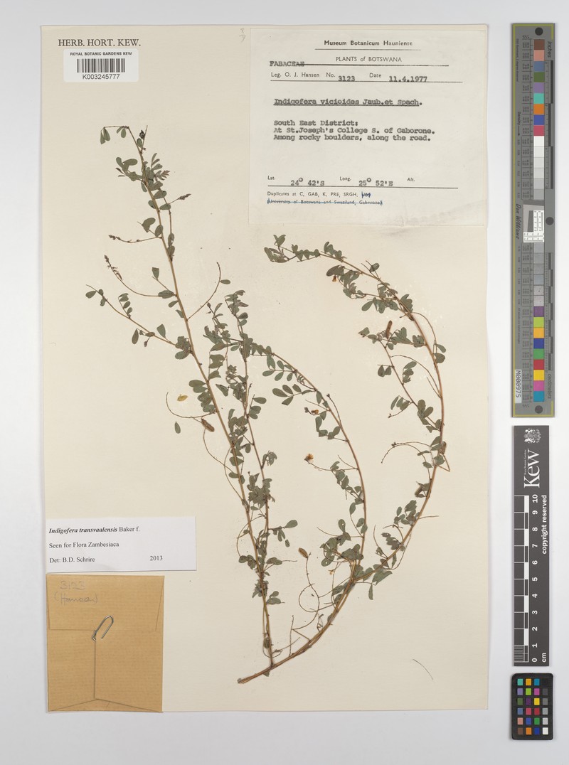 Indigofera transvaalensis