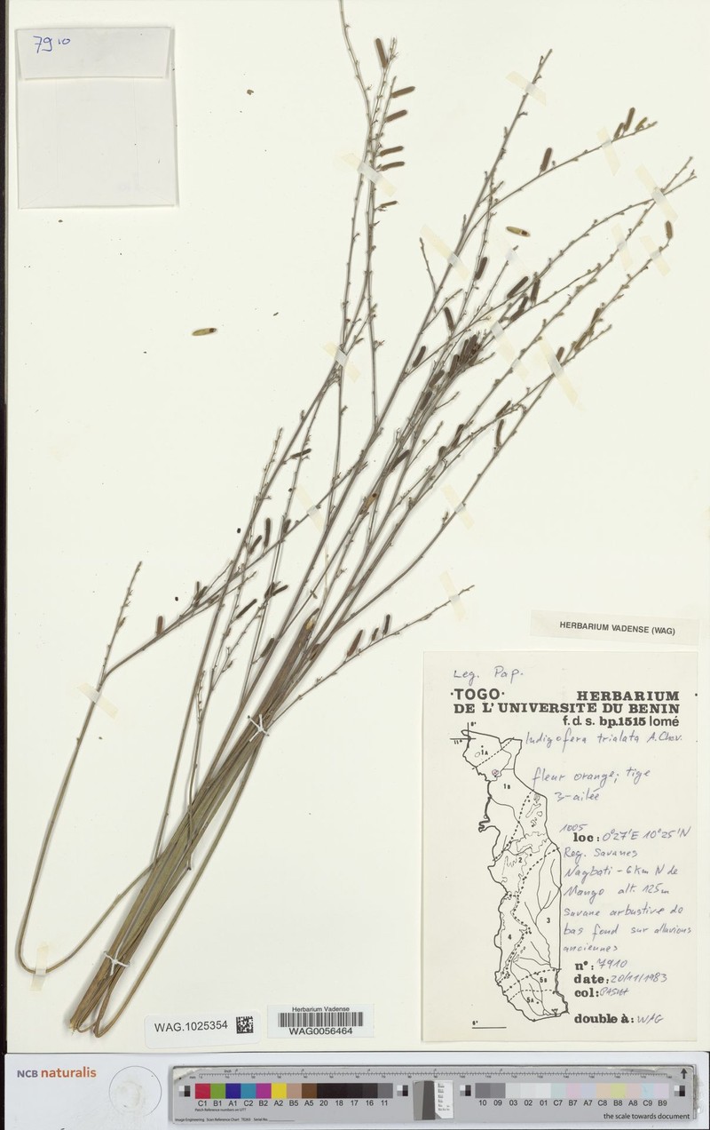 Indigofera trialata
