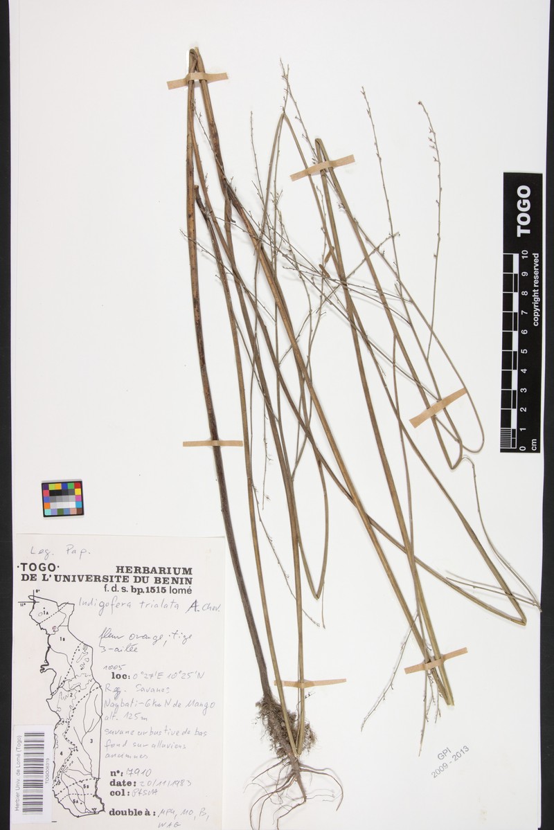 Indigofera trialata photo 2