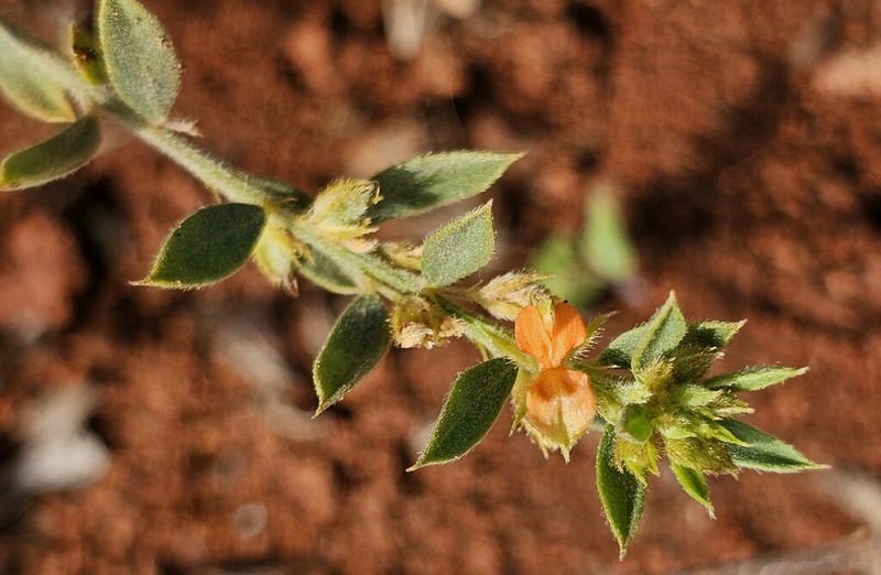 Indigofera trichopoda