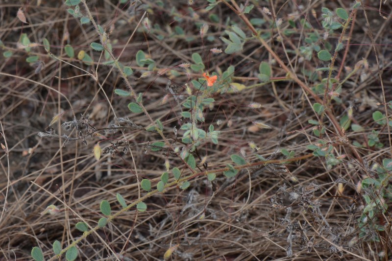 Indigofera trichopoda photo 2
