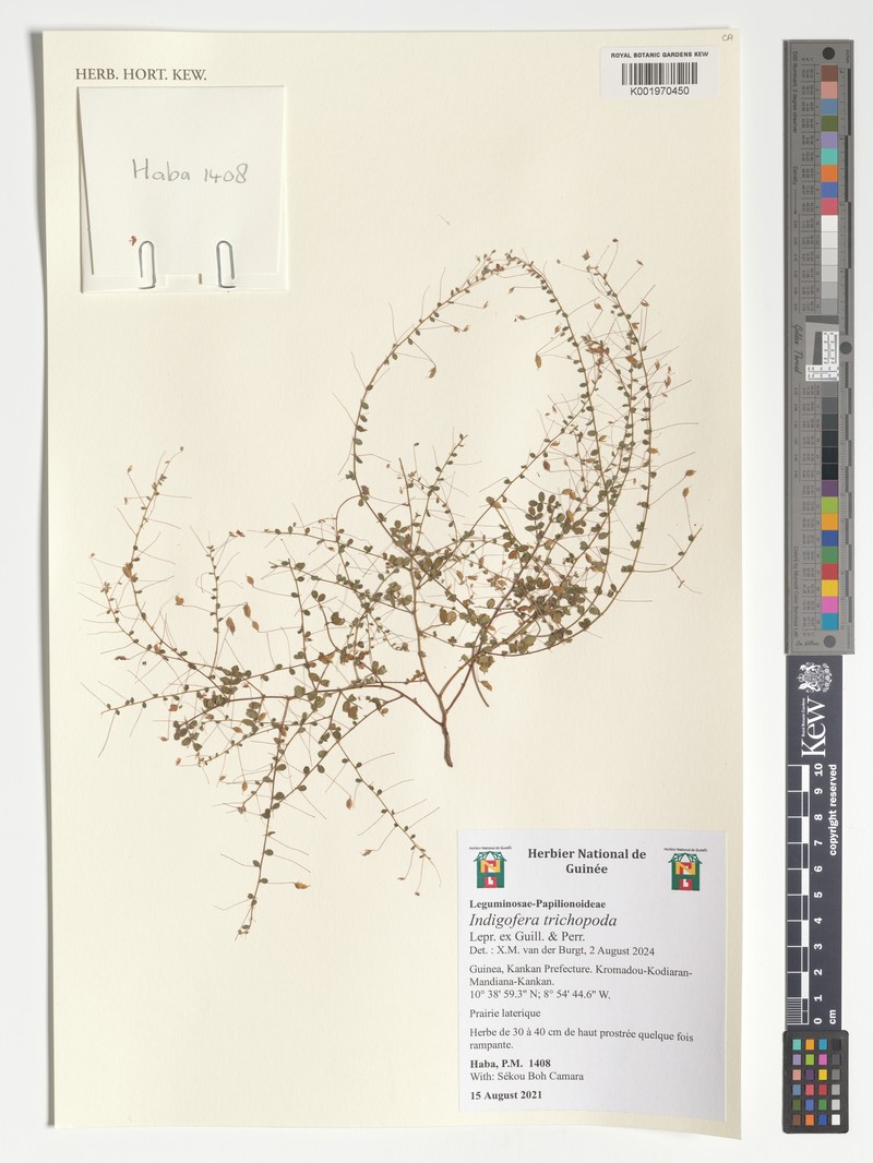 Indigofera trichopoda photo 3