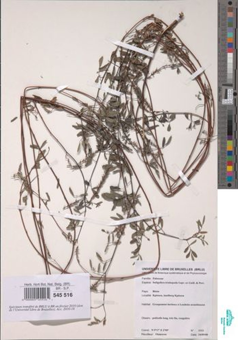 Indigofera trichopoda photo 5