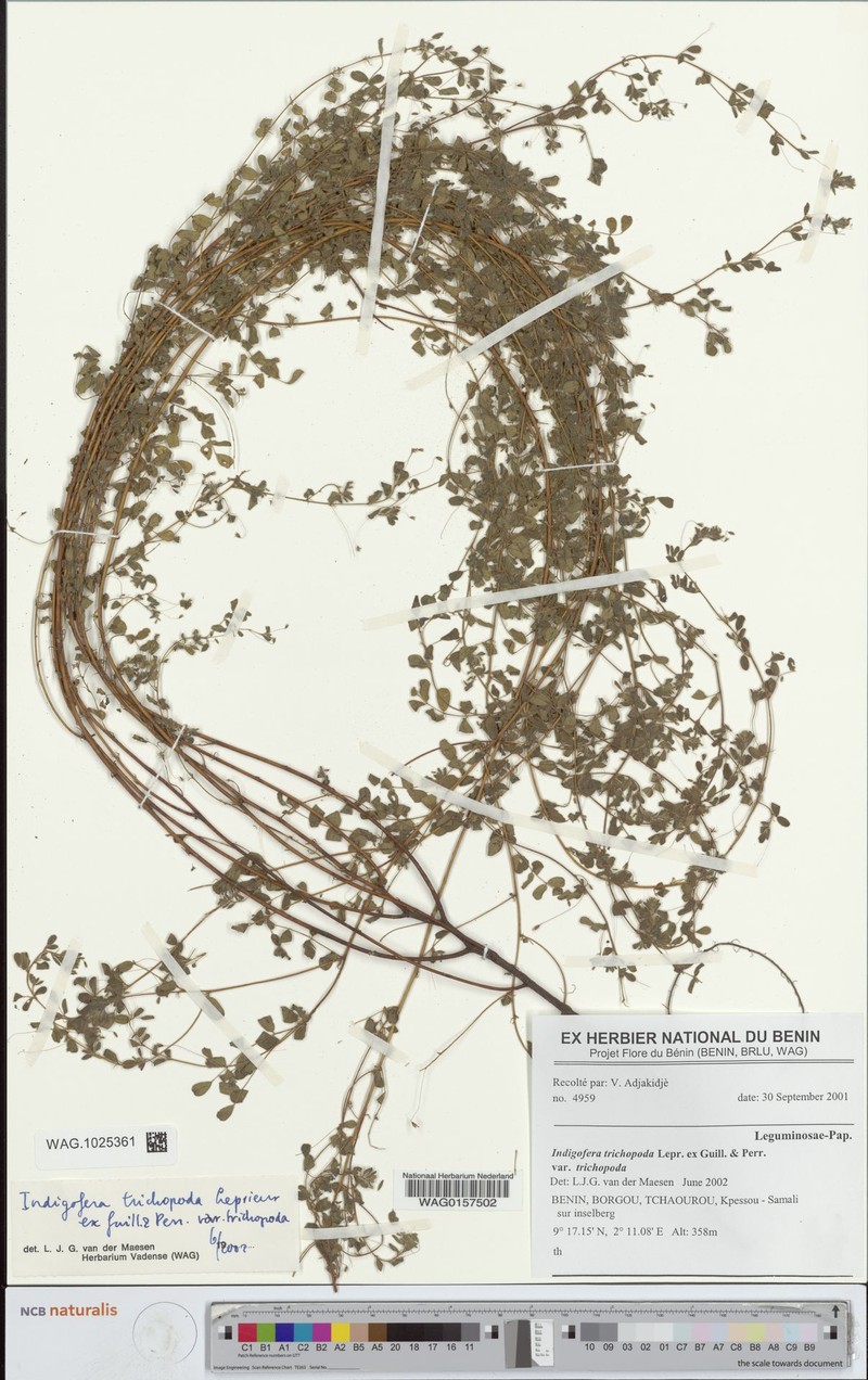 Indigofera trichopoda var. trichopoda