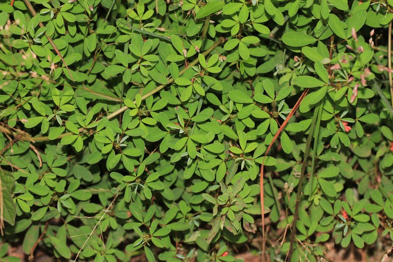 Threeleaf Indigo photo 4