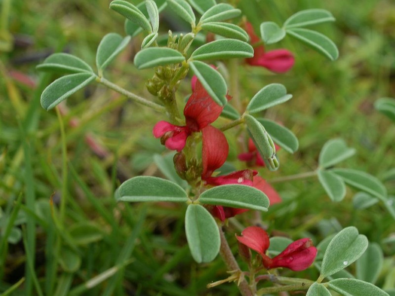 Threeleaf Indigo