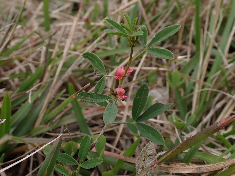 Indigofera trifoliata subsp. trifoliata
