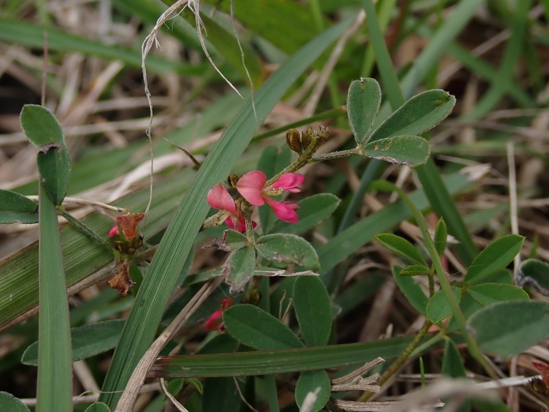 Indigofera trifoliata subsp. trifoliata photo 2