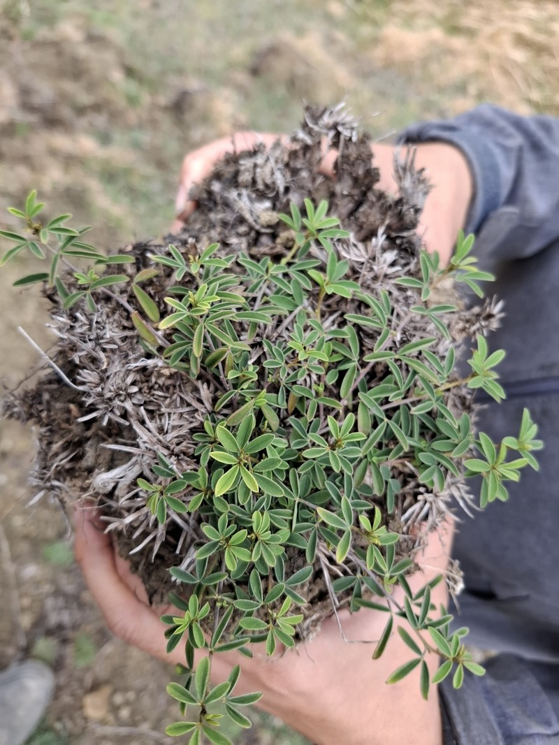 Indigofera trifoliata subsp. trifoliata photo 3
