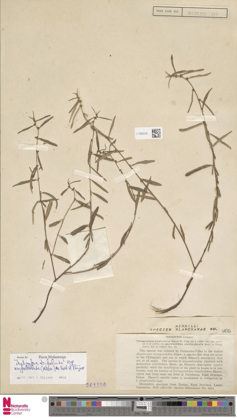 Indigofera trifoliata subsp. unifoliolata
