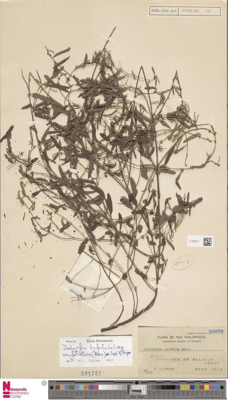 Indigofera trifoliata subsp. unifoliolata photo 2
