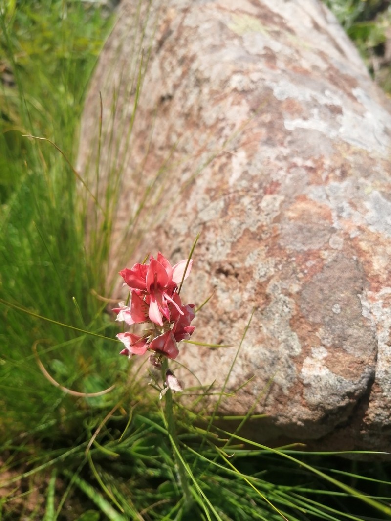 Indigofera trifolioides photo 3