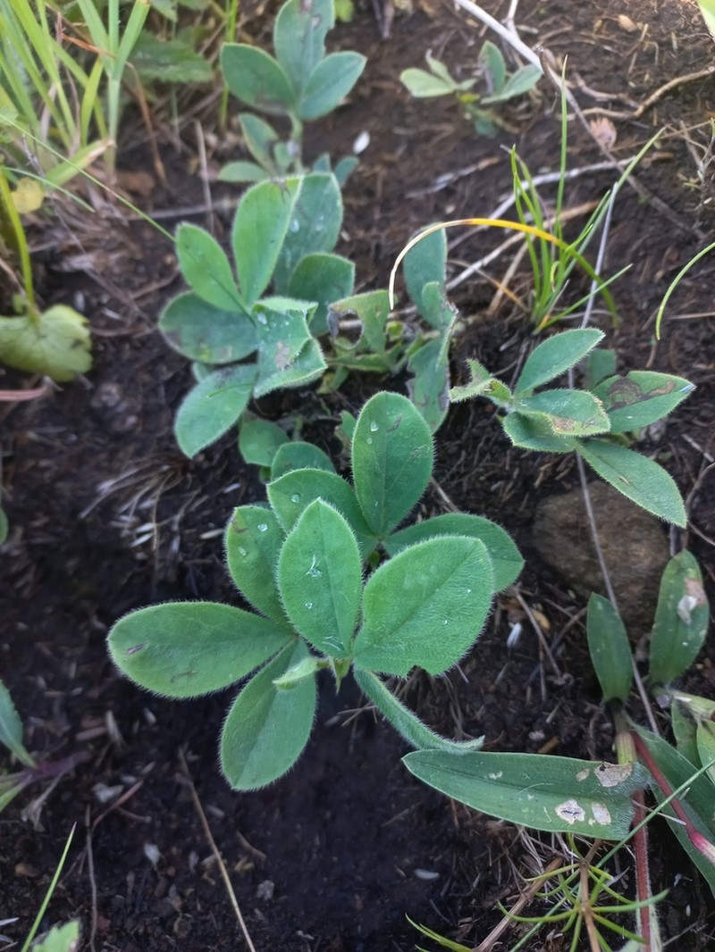 Indigofera trifolioides photo 5