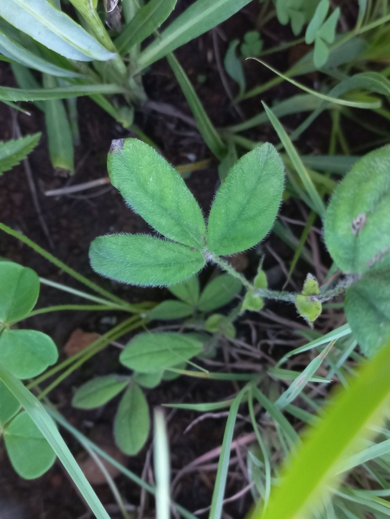 Indigofera trifolioides photo 6