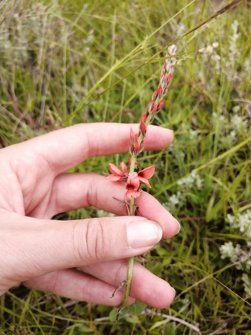Indigofera trifolioides photo 8