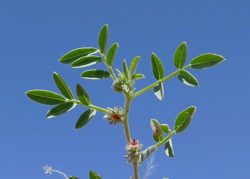 Indigofera trigonelloides