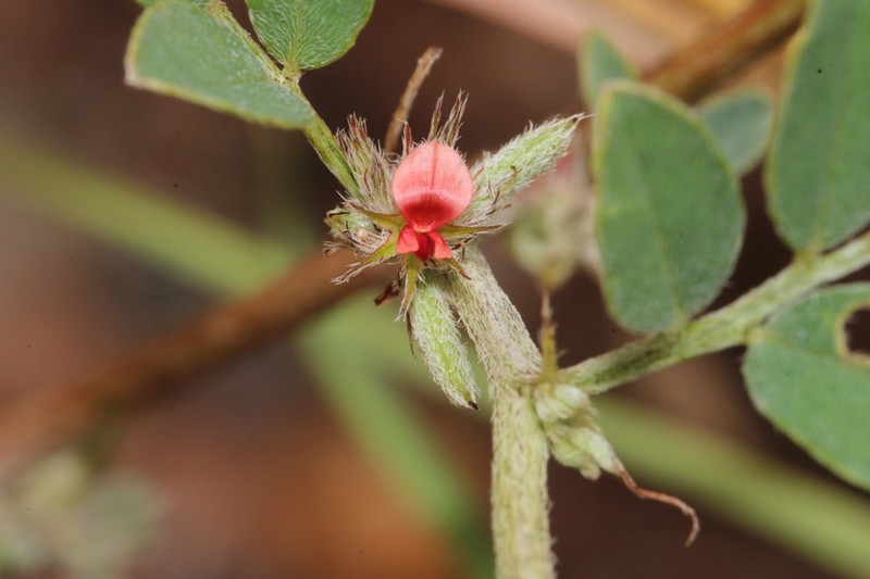Indigofera trigonelloides photo 2