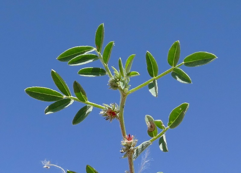 Indigofera trigonelloides photo 3