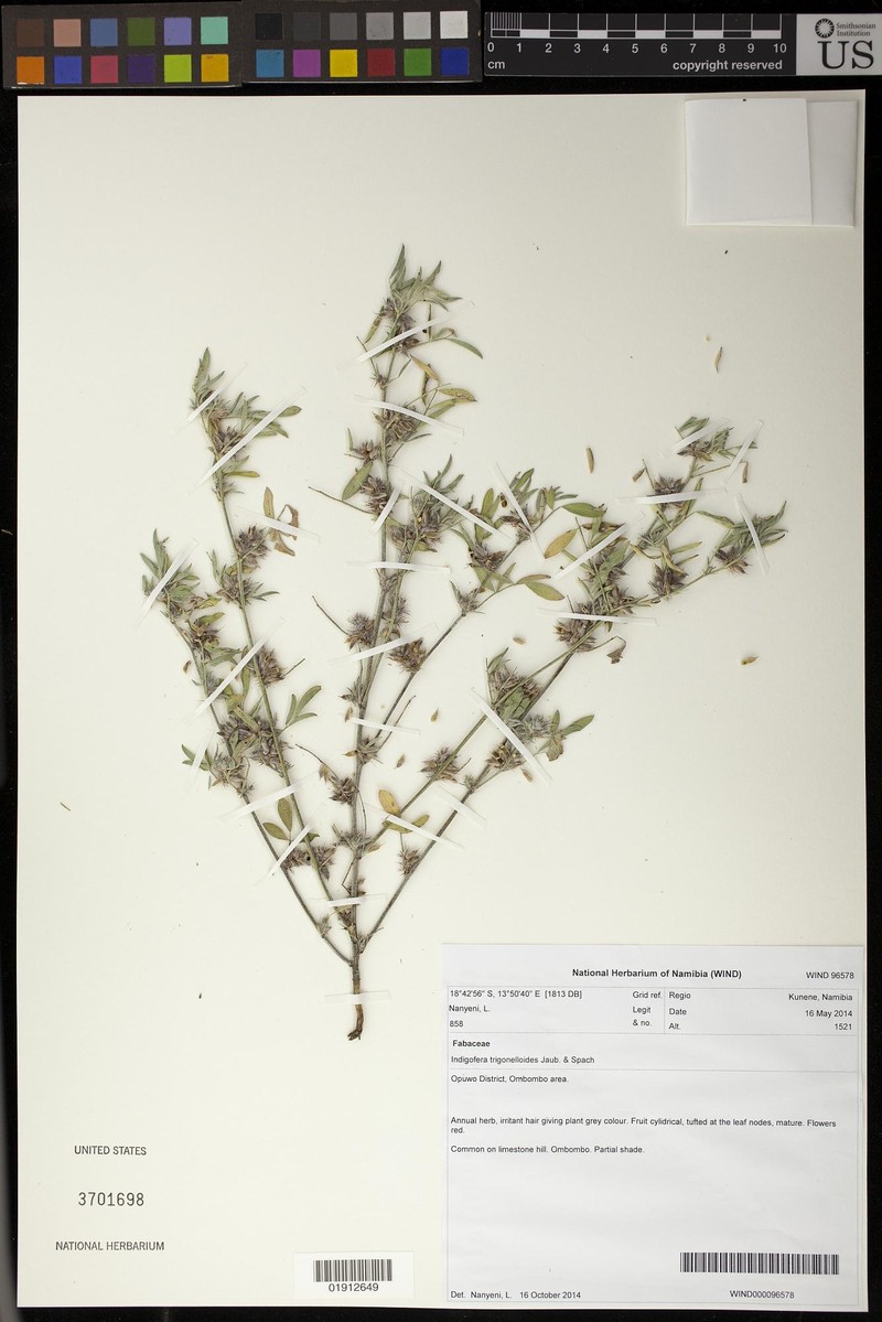 Indigofera trigonelloides photo 4