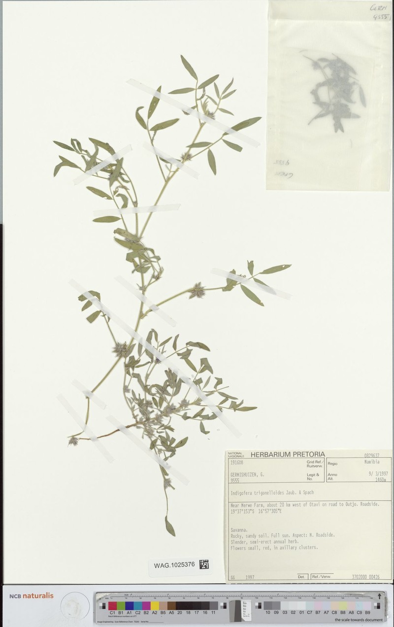 Indigofera trigonelloides photo 5