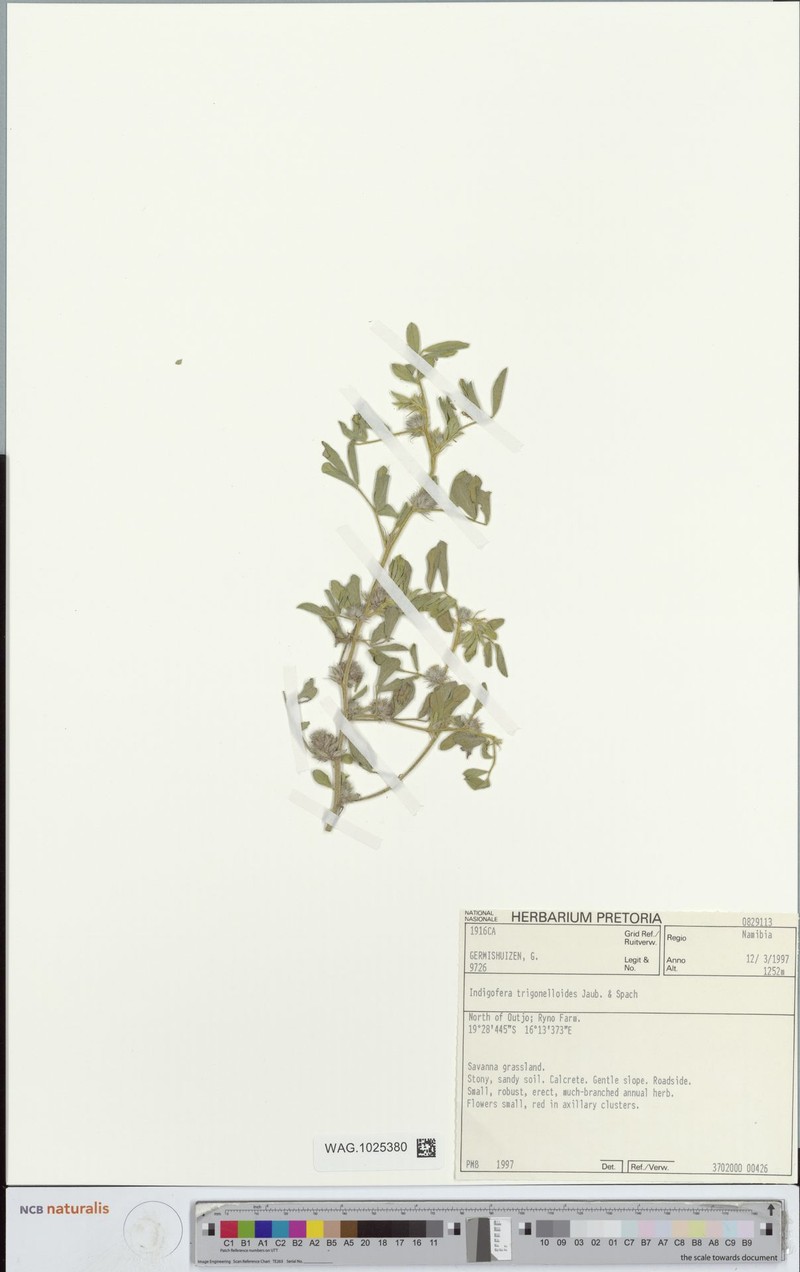 Indigofera trigonelloides photo 6