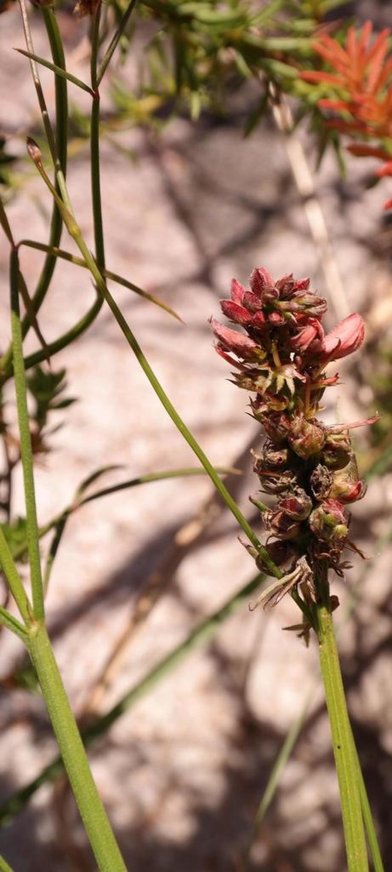 Indigofera triquetra