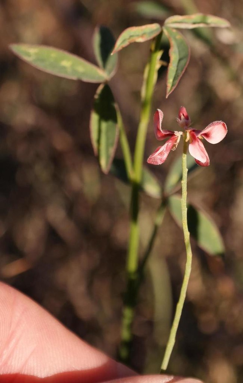 Indigofera triquetra photo 2