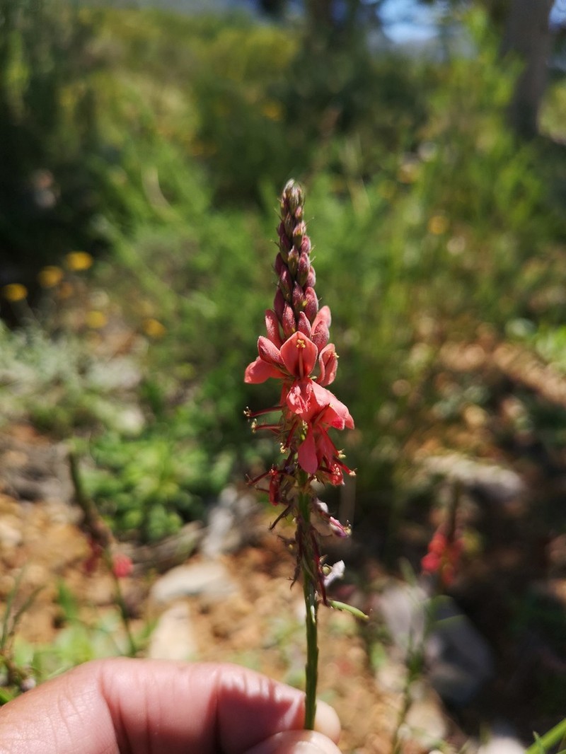 Indigofera triquetra photo 3
