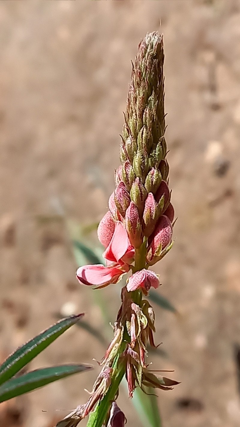 Indigofera triquetra photo 4