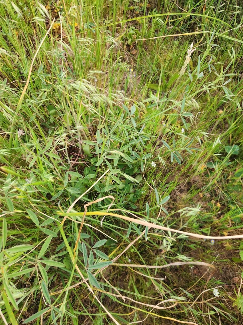 Indigofera triquetra photo 5