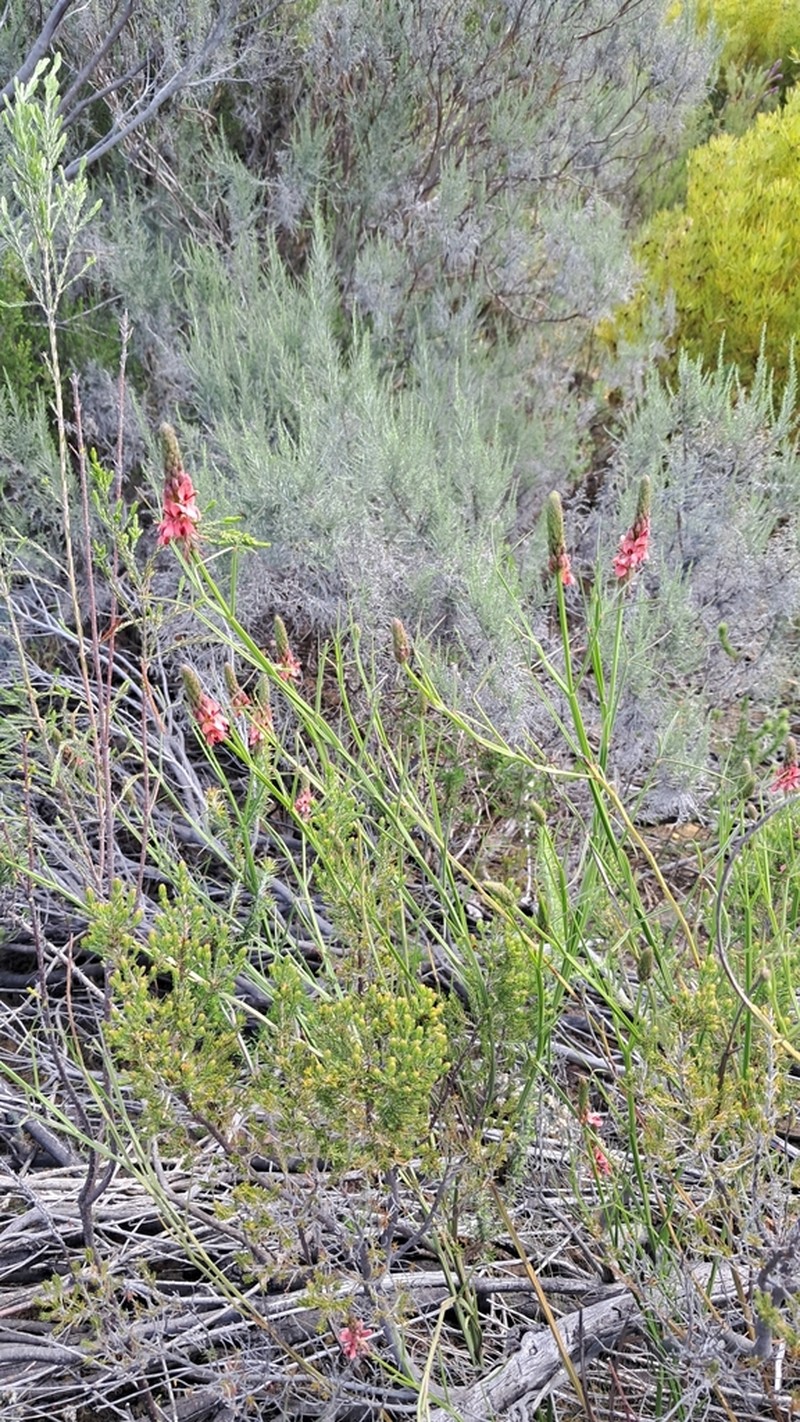Indigofera triquetra photo 6