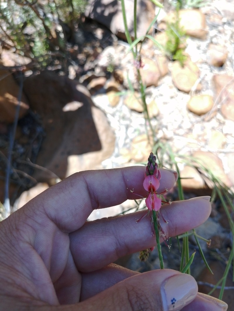 Indigofera triquetra photo 7