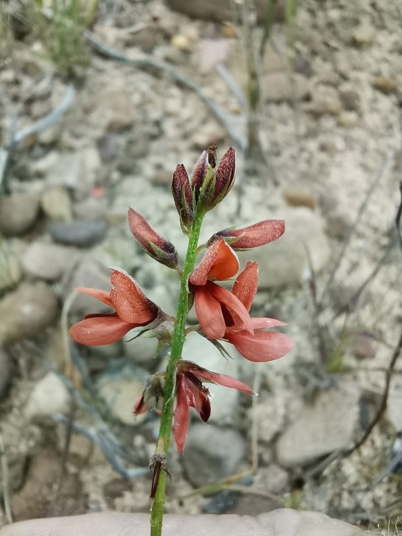 Indigofera triquetra photo 8