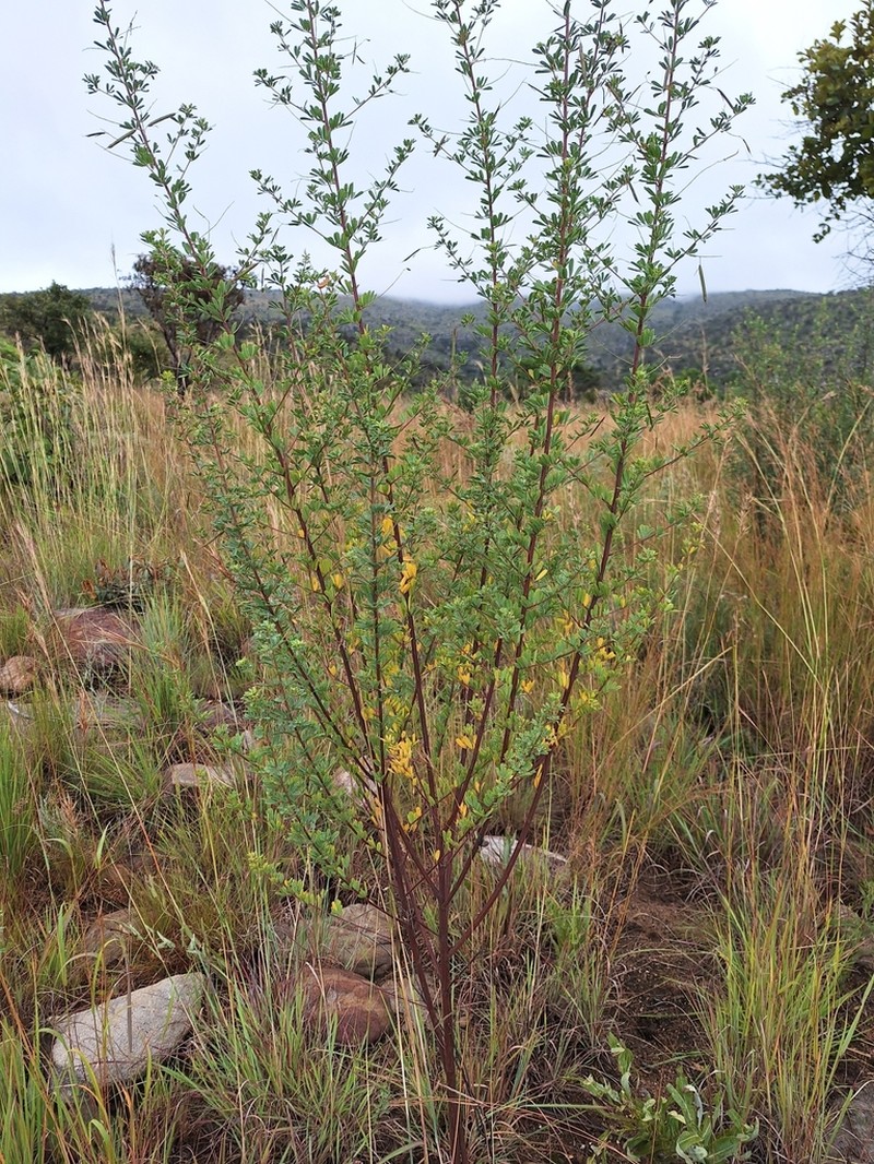 Indigofera tristis