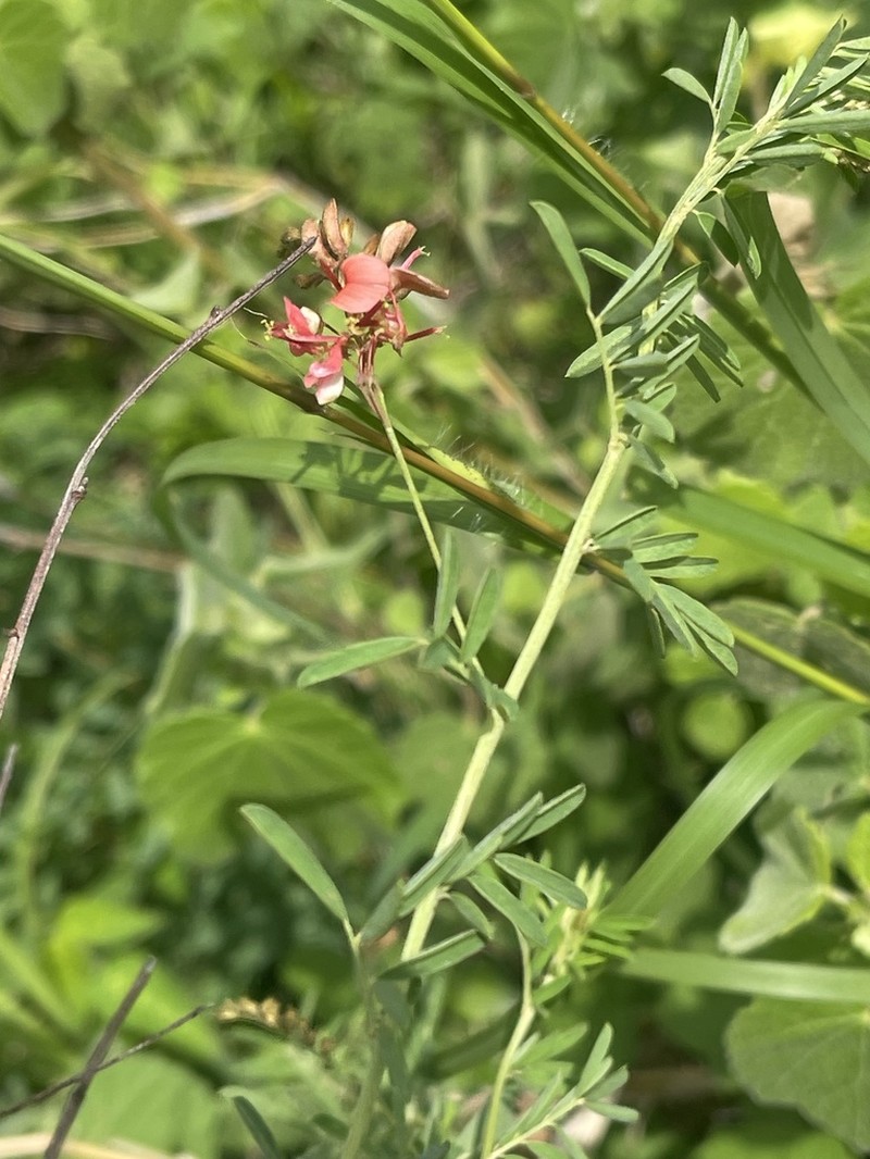 Indigofera tristis photo 2