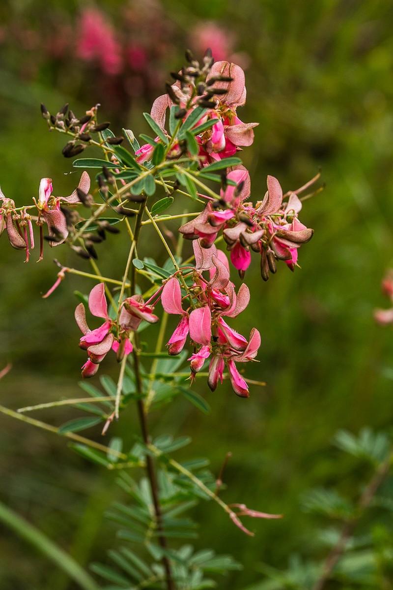 Indigofera tristis photo 3