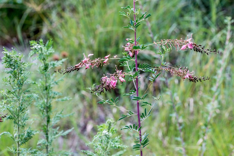 Indigofera tristis photo 4