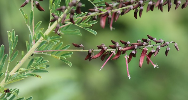 Indigofera tristis photo 5